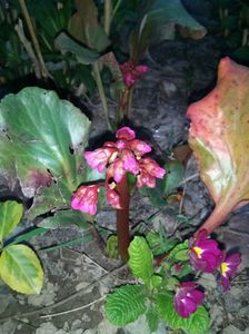 Bergenia