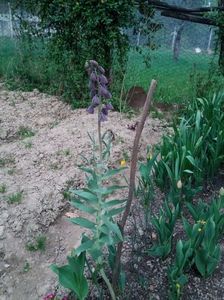 Fritillaria persica