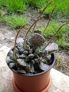 Adromischus rupicola