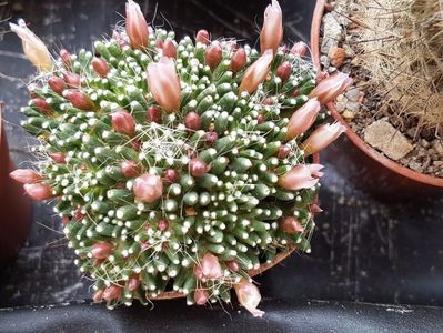 Mammillaria painteri