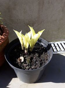 Hosta "White Feather"