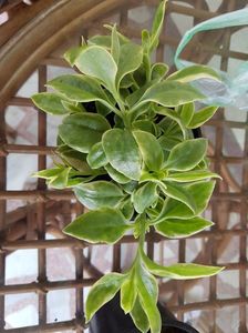 Aptenia cordifolia variegata; Cea de anul trecut m-a parasit... dar am gasit din nou la piata :)
