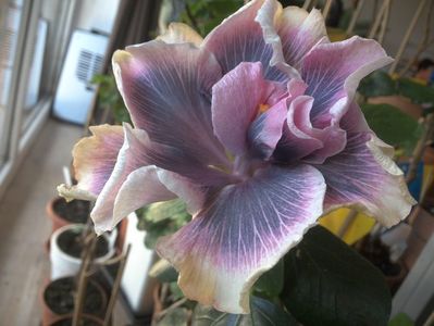 WIN_20180419_092904