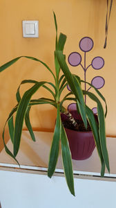 yukka cu frunza bicolora, 25 lei; Yukka bicolirata, 25 lei
