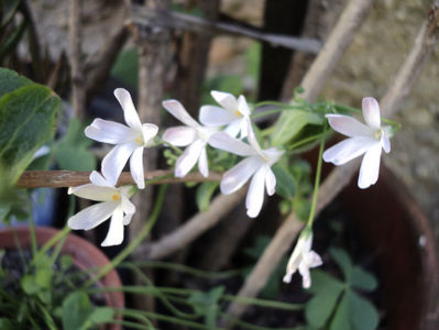 Oxalis apr.2018 , cel mai harnic