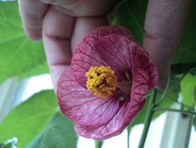 apr.2018 abutilon din seminte