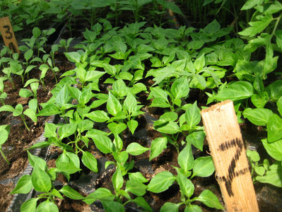 BHUT JOLOKIA CHOCOLATE