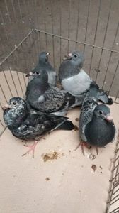 vanduti