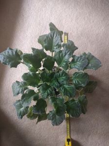 ; Asa arata planta acum. Peste 40 cm diametru. Boboceii sunt pe sub frunze, nu sr vad prea bine aici.
