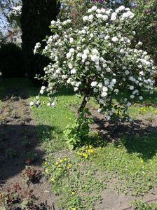 ; viburnum ,nu am reusit sa vad mai departe numele ,dar are un miros extraordinar
