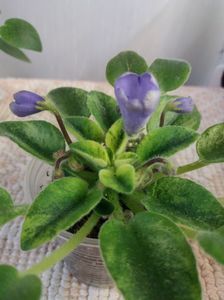 19 apr