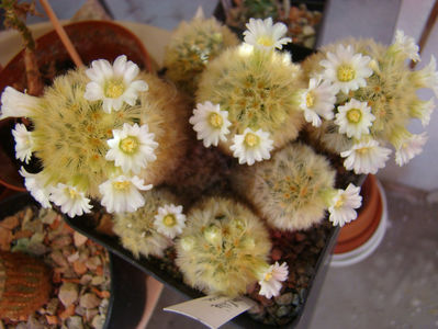 Mammillaria carmenae