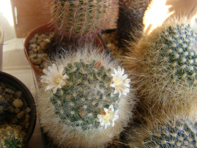 Mammillaria bocasana