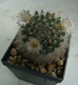 Mammillaria bocasana