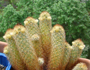 Mammillaria elongata