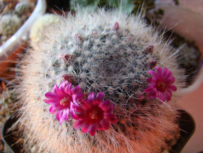 mammillaria hahniana