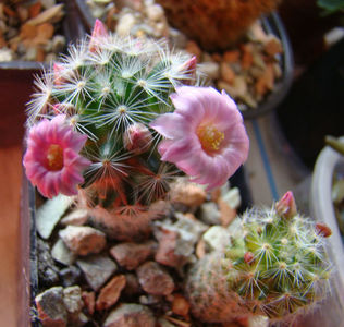 Mammillaria laui