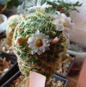 Mammillaria shiedeana