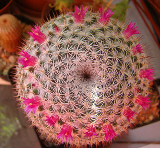 Mammillaria sp.