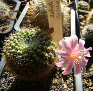 Rebutia kariusiana