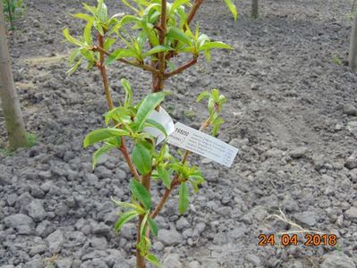 nectarin SANGUINE d AUVERGNE