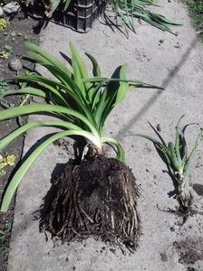 Vandut agapanthus tufa obtinuta prin divizarea tufei mama; 30 lei tufa mare
