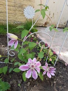 Clematita Nelly Moser in primul an.; Plantata acum 2-3 saptamani.
