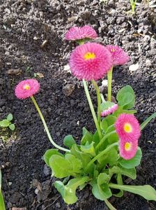 Banuti (Bellis)