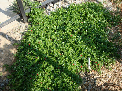 Mesembryanthemum cordifolium L.f. 1782.