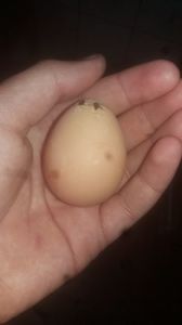 Al doilea ou