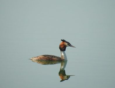 Corcodel mare (Podiceps cristatus)