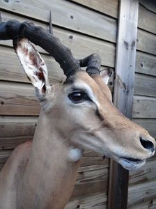 Antilopa springbock_2