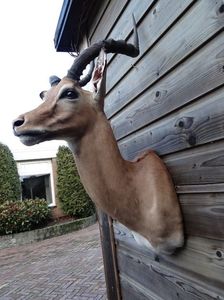 Antilopa springbock_3