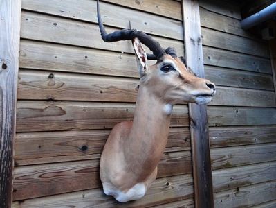 Antilopa springbock_11