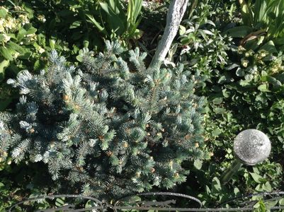 Picea pungens galuca globosa; E cel mare de la dream gardens

