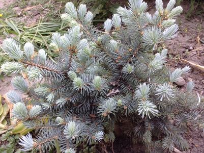 Picea pungens galuca globosa; Cel mic, de la dianadia
