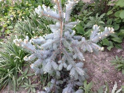 Picea pungens hoopsi; De la dream gardens
