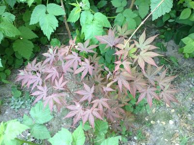 Acer palmatum atropurpureum; De la pepiniera mizil
