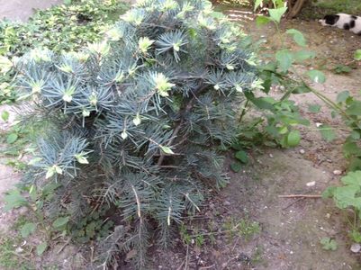 Brăduț argintiu abies concolor compacta; De la dream gardens
