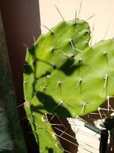Opuntia