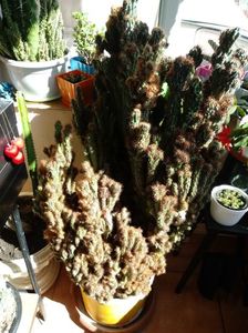 Cereus Peruvianus Monstrosus
