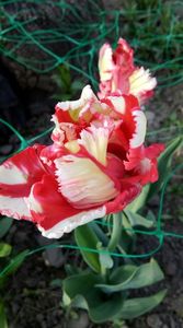 tulip 2018 055