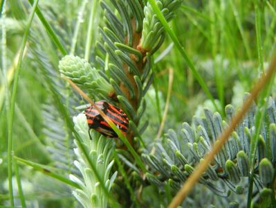 Striped Shield Bug (2014, May 14); Graphosoma lineatum.
