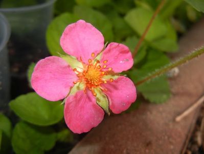 Strawberry Flower (2017, May 11)