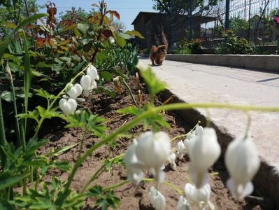 DICENTRA