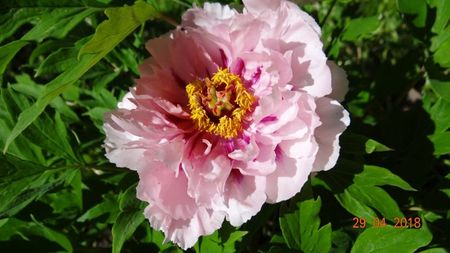 Paeonia suffruticosa 'Er Qiao'