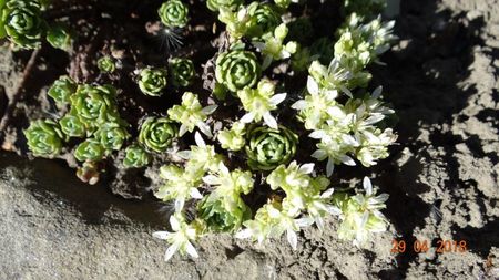 sedum pachyclados