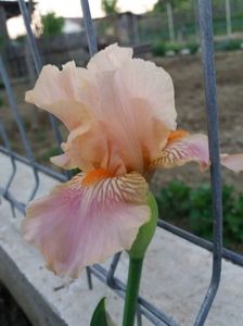 Primul iris inflorit in gradina; Blaching Pink- cadou de la Maria
