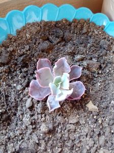 Echeveria Shaviana Pink Frills