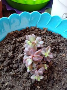 Graptoveria cv Purple Dream